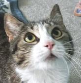 Cate